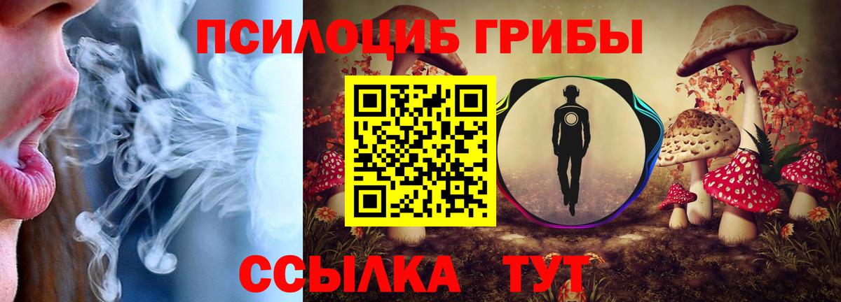 купить наркотики цена  Тайшет  Псилоцибиновые грибы Psilocybine cubensis 